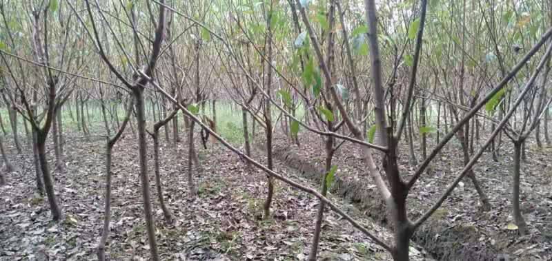 吉林省長春美國杏李苗附近哪里有李子苗基地