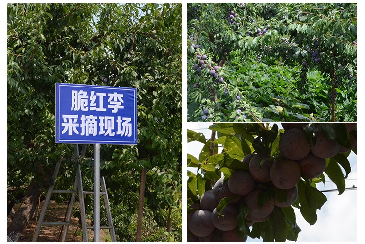 山西省忻州西梅蓝蜜李子苗适合种植安哥诺李子苗市场价格