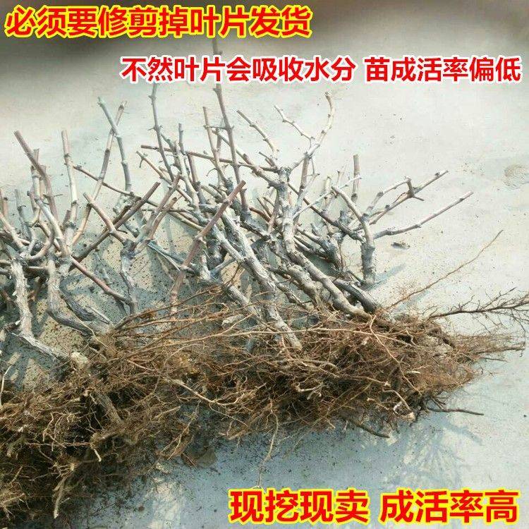 无核，早红、白鸡心葡萄苗山东葡萄苗品种