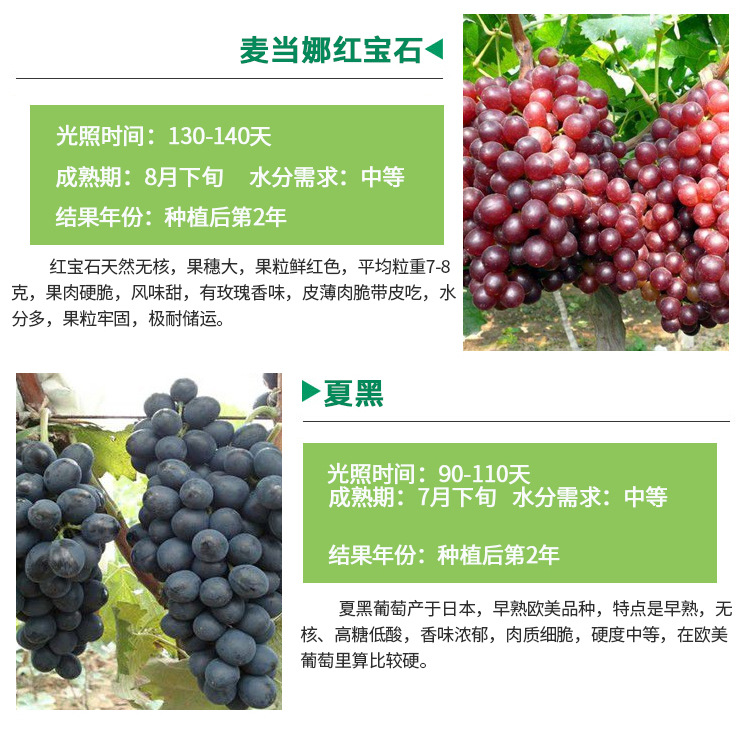 哪里賣(mài)葡萄苗，2年生葡萄樹(shù)苗巨峰葡萄苗哪里有