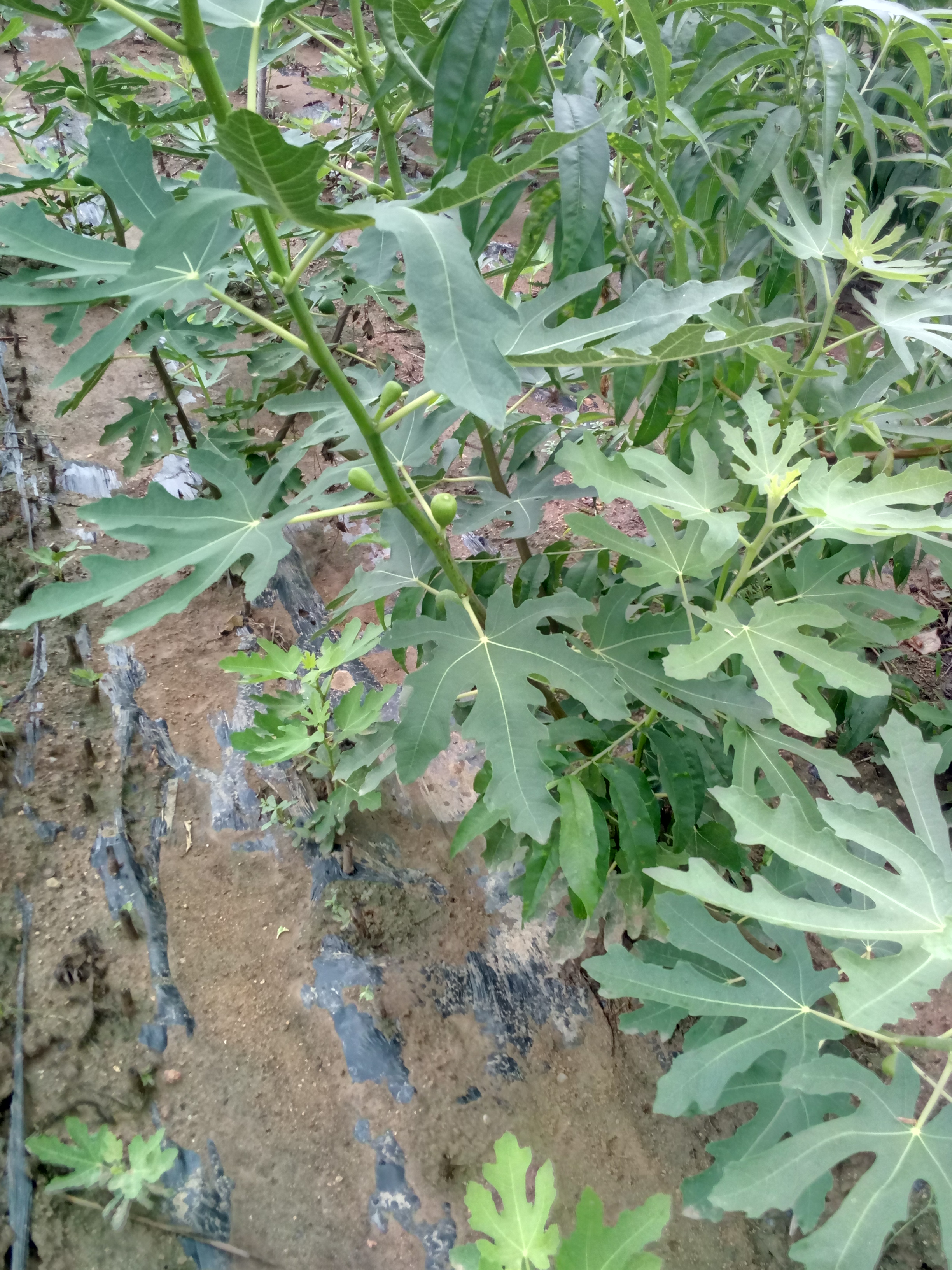 江苏无花果树苗基地销售价格放心选好苗