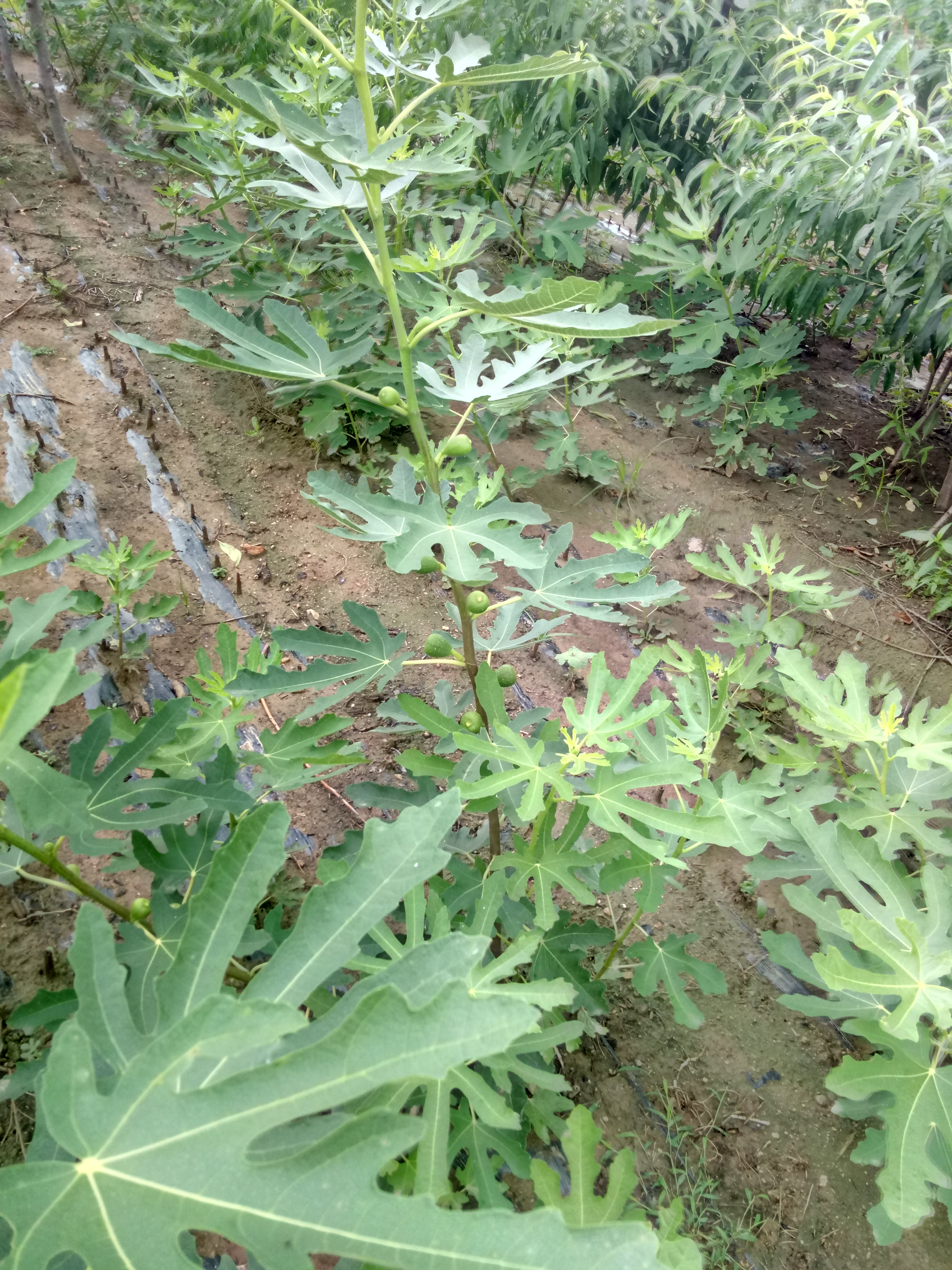 江苏无花果树苗基地销售价格放心选好苗