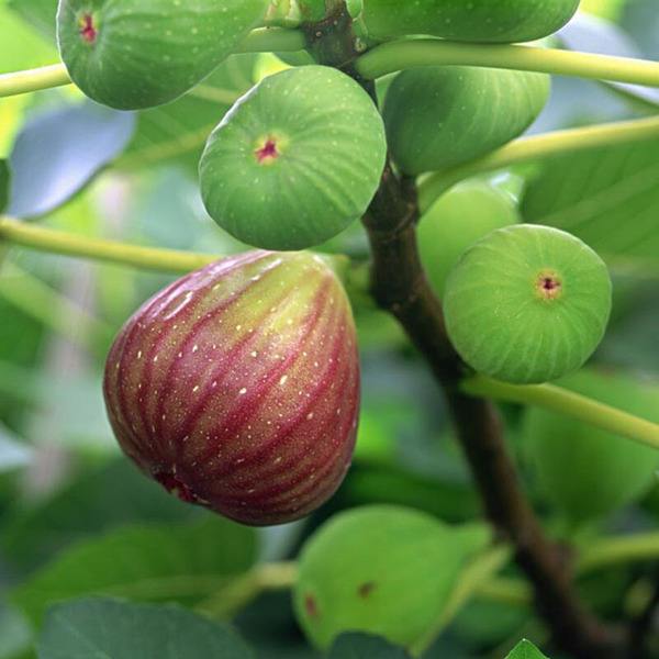 黑龙江成活高大青皮无花果种植要点