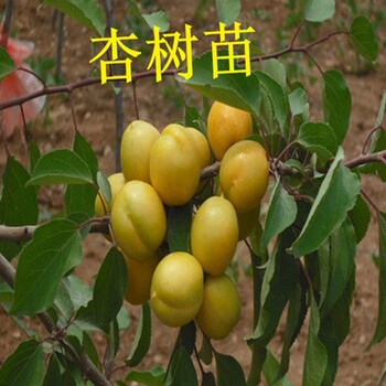 黑龍江杏樹苗什么時間種植品種純
