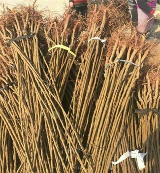 山西杏樹苗基地批發(fā)苗質(zhì)好