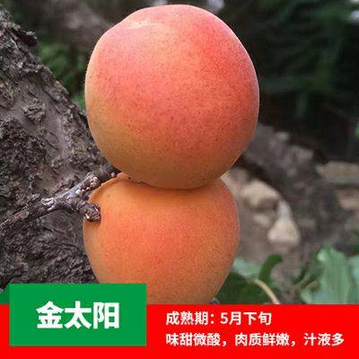 湖南杏樹苗多少錢一棵批發(fā)價(jià)格