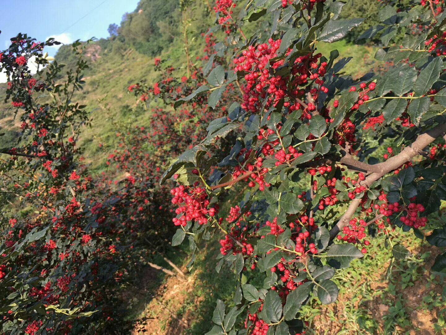 四川花椒苗雨季带叶种植品种纯