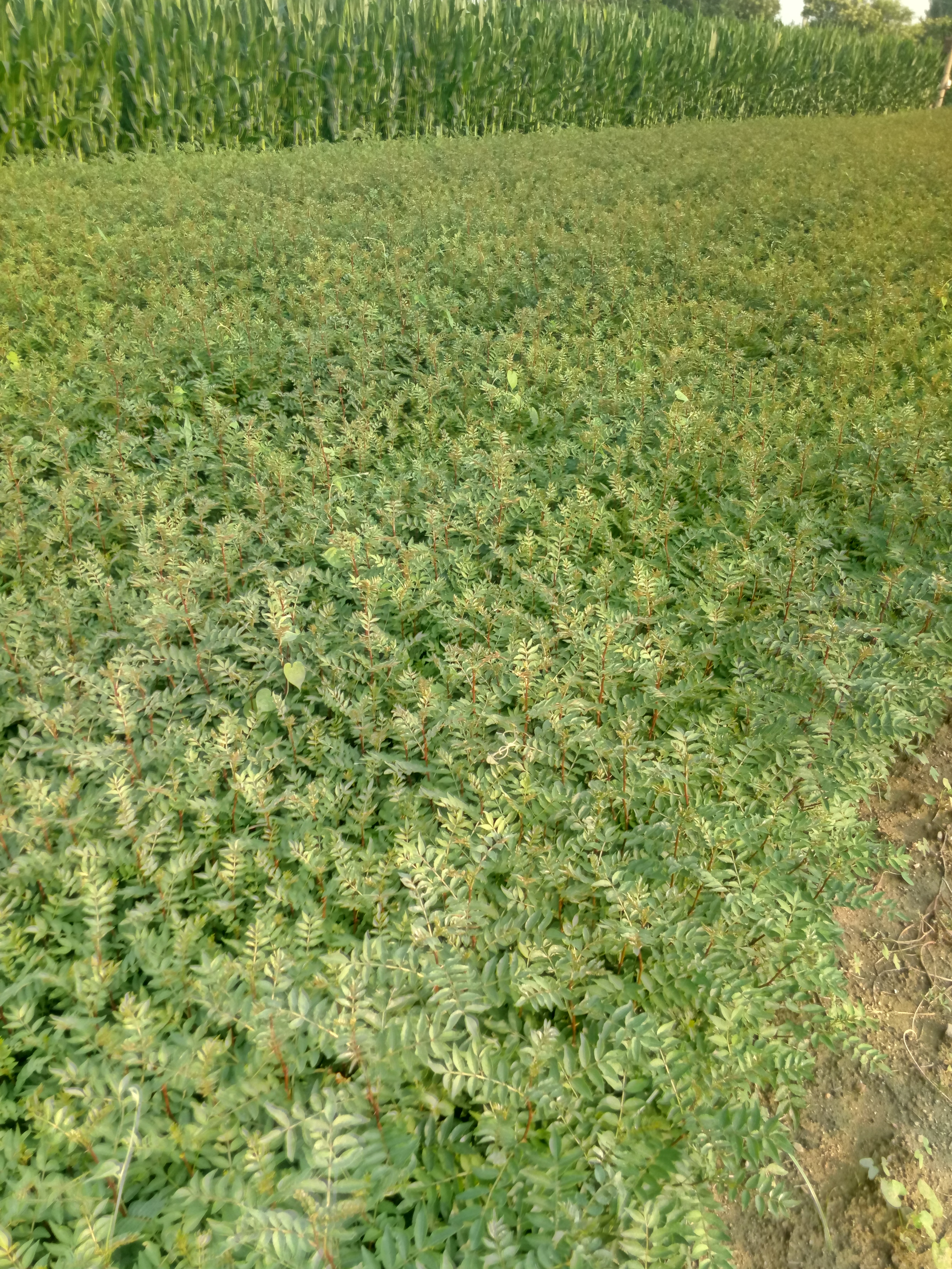 四川花椒苗雨季带叶种植品种纯