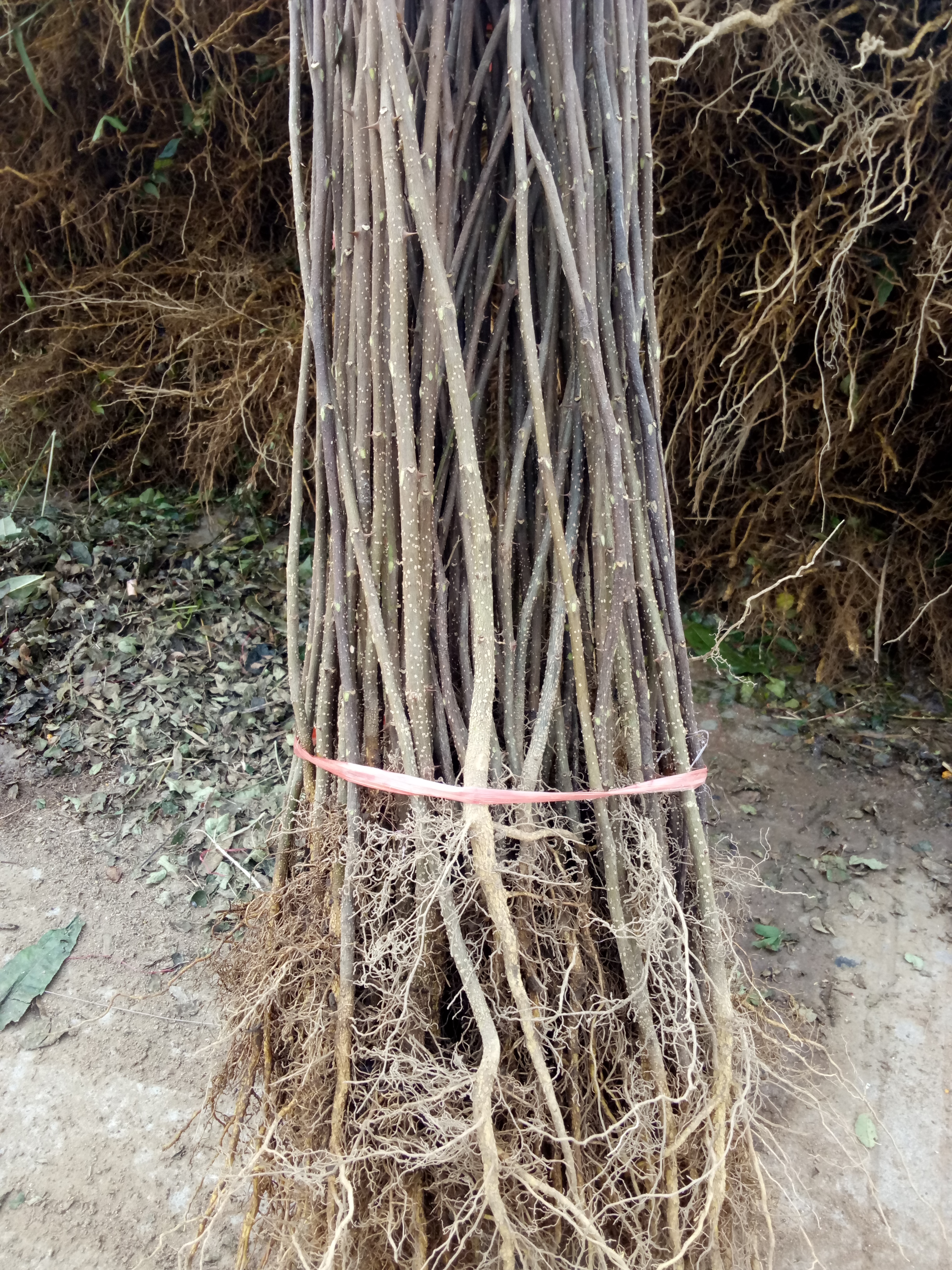 江苏花椒苗雨季带叶种植苗质好