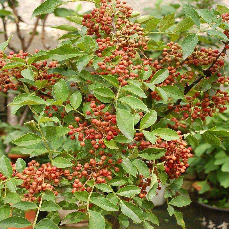 四川花椒苗育苗基地包结果