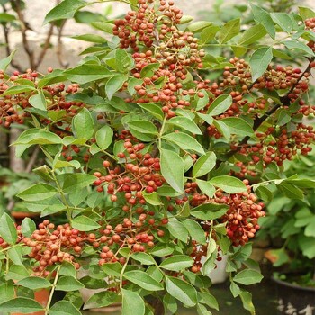 吉林獅子頭花椒苗每日價(jià)格、放心苗