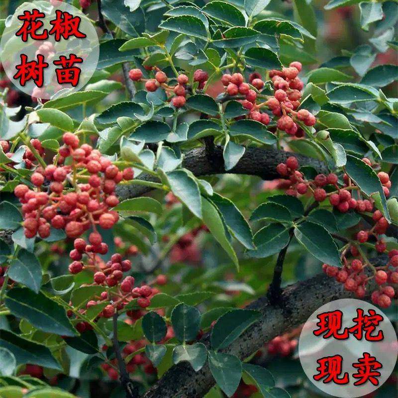 江西花椒苗品種放心選好苗