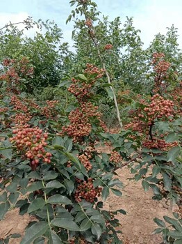 遼寧九葉青花椒苗價(jià)格行情價(jià)格