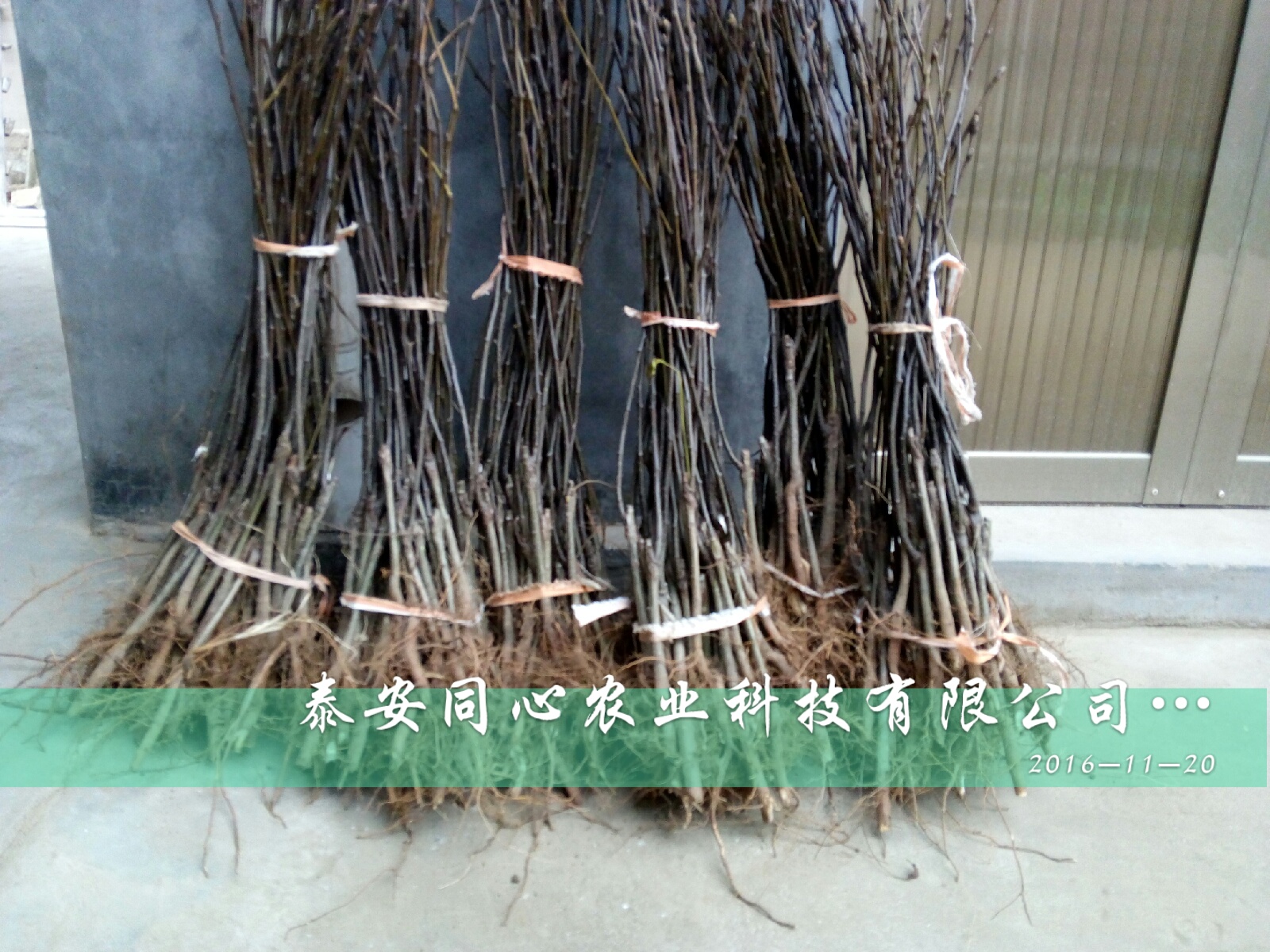 河北翠冠梨樹(shù)苗管理技術(shù)成活率高