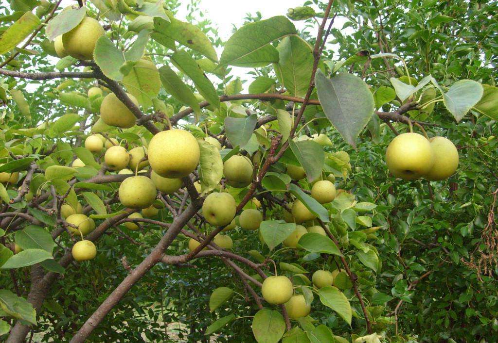 遼寧早紅考密斯梨苗今日?qǐng)?bào)價(jià)種植要點(diǎn)