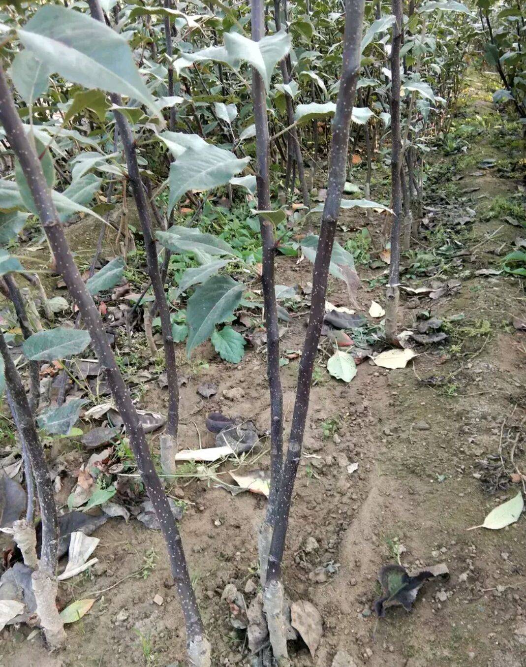 山東梨樹(shù)苗適合種植地區(qū)量大質(zhì)優(yōu)