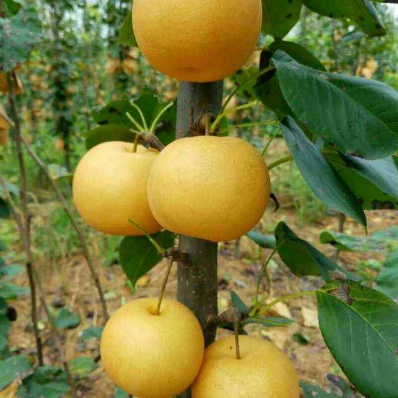 山東梨樹(shù)苗適合種植地區(qū)量大質(zhì)優(yōu)