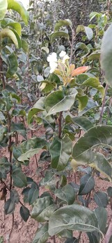 吉林中梨4號梨樹苗基地批發(fā)價格