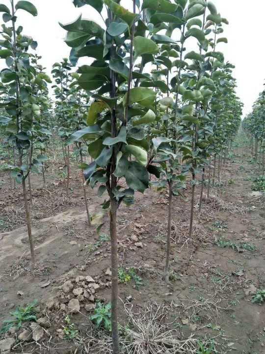 河南奧紅一號梨樹苗基地種植資料