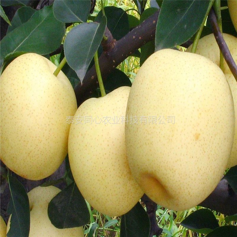 浙江梨樹實(shí)生苗價(jià)格種植資料