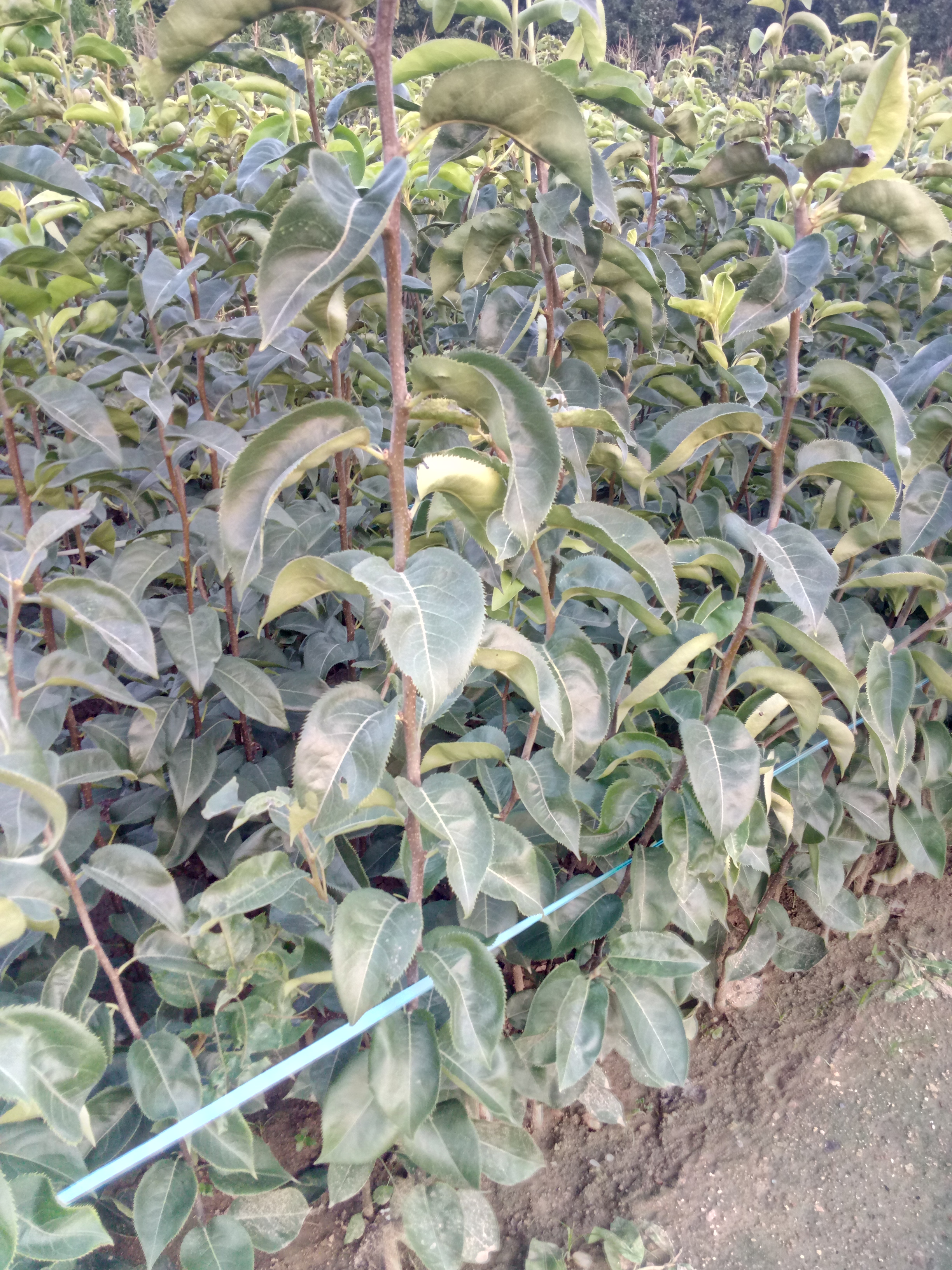 浙江梨樹實(shí)生苗價(jià)格種植資料