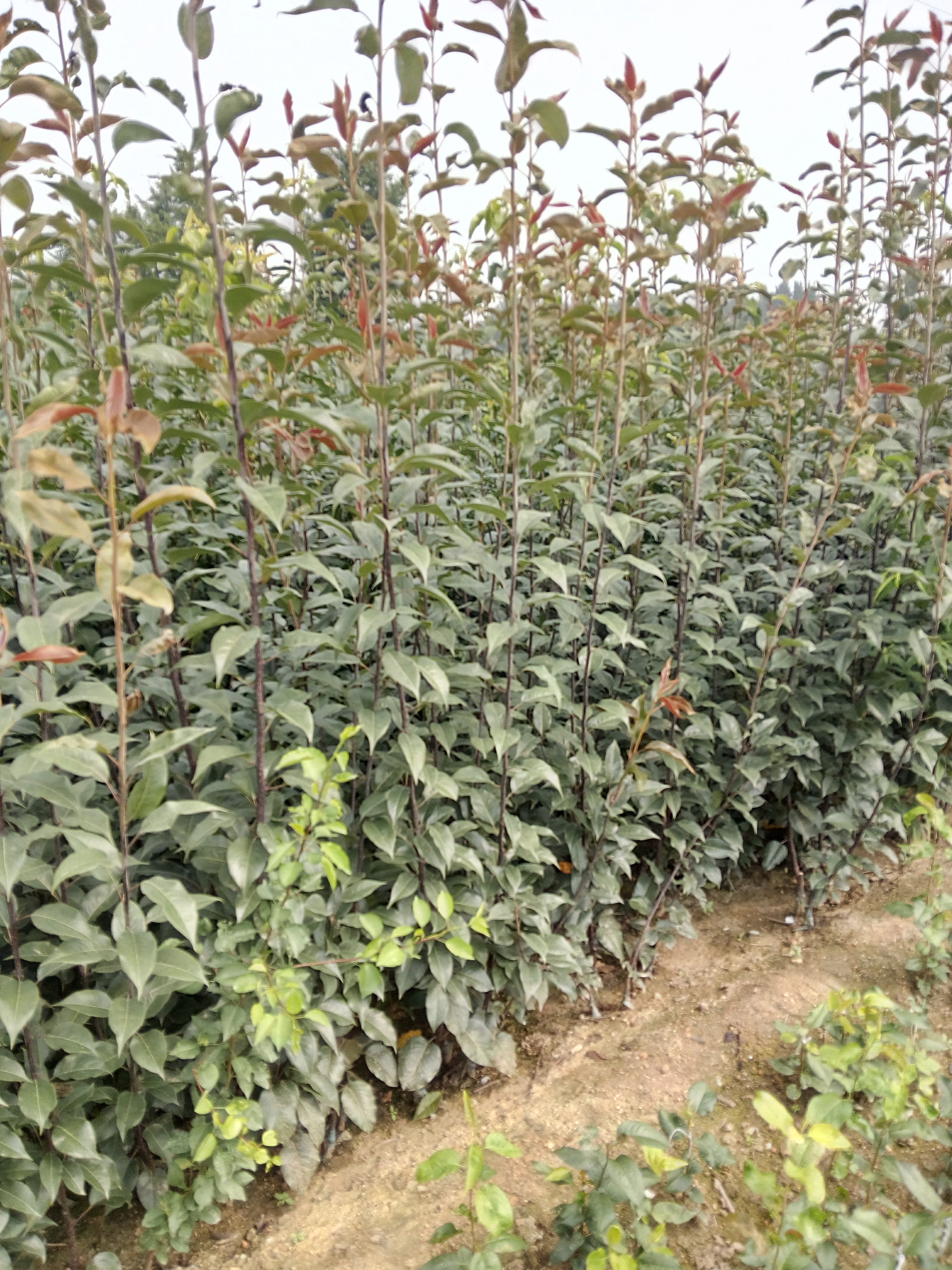 河南奧紅一號梨樹苗基地種植資料