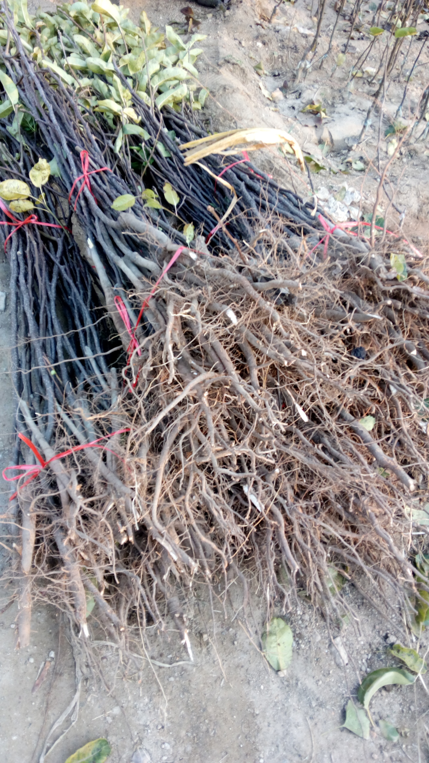 河北翠冠梨樹(shù)苗管理技術(shù)成活率高