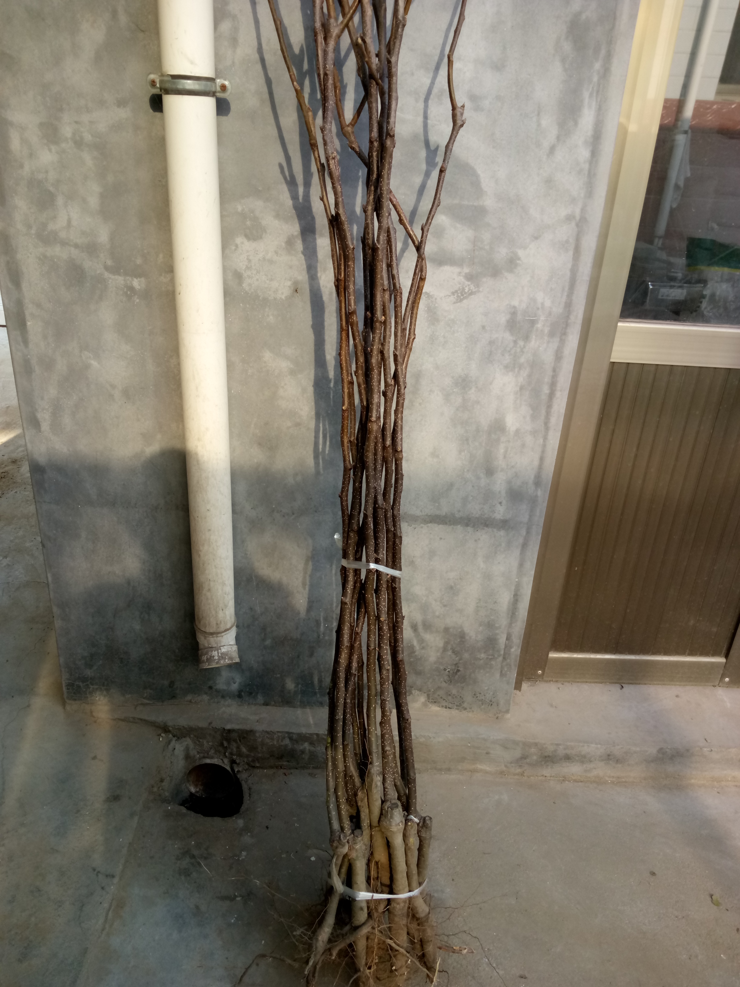 河南杜梨苗基地管理方法