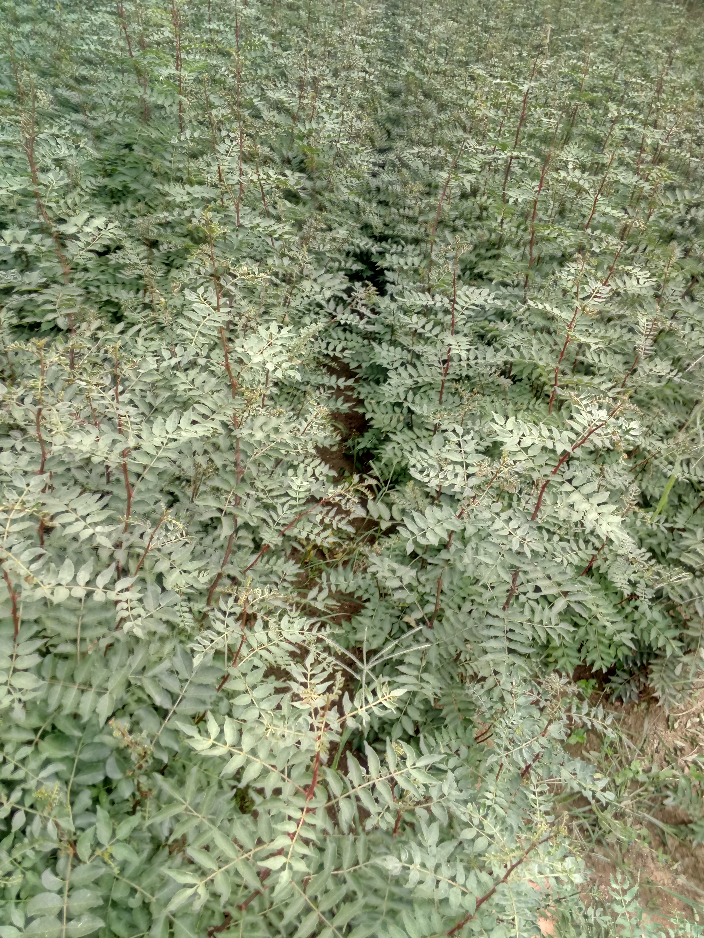 贵州九叶青花椒苗保湿邮寄