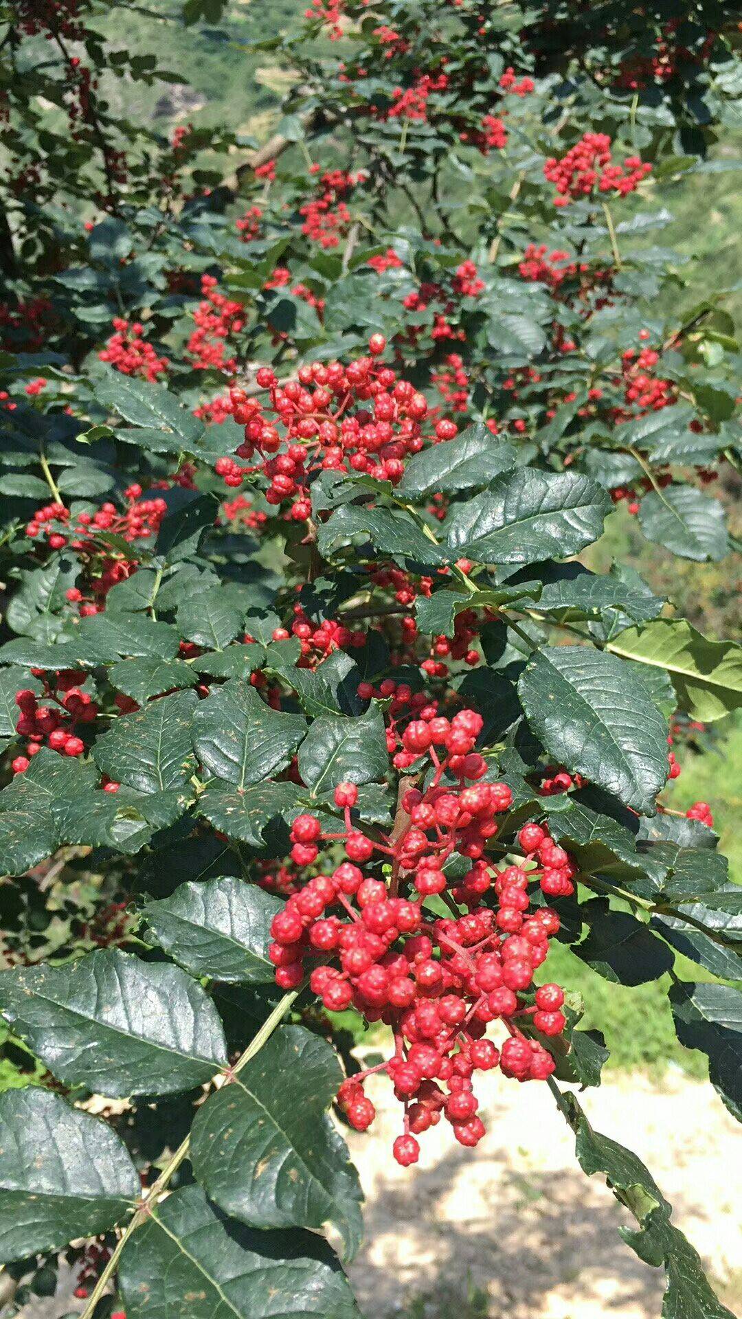 山东 九叶青花椒苗种植技术种植要点