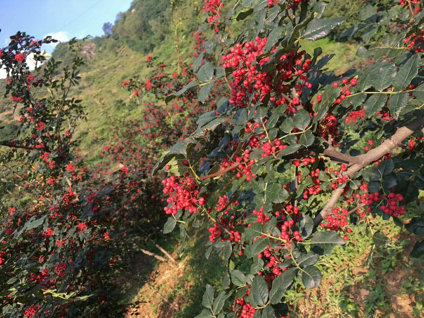 河南花椒苗1公分價格及報價放心苗