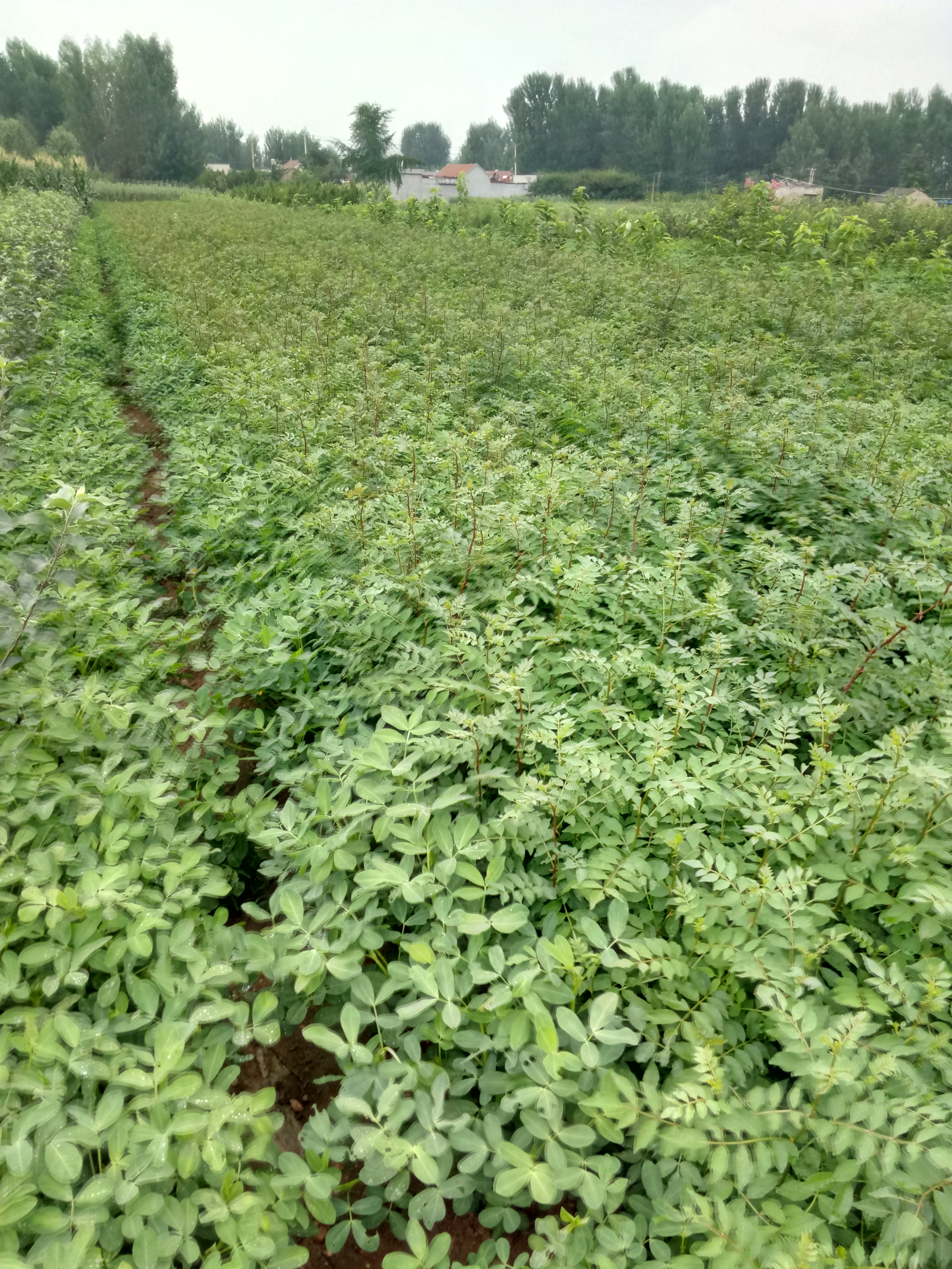 贵州九叶青花椒苗保湿邮寄