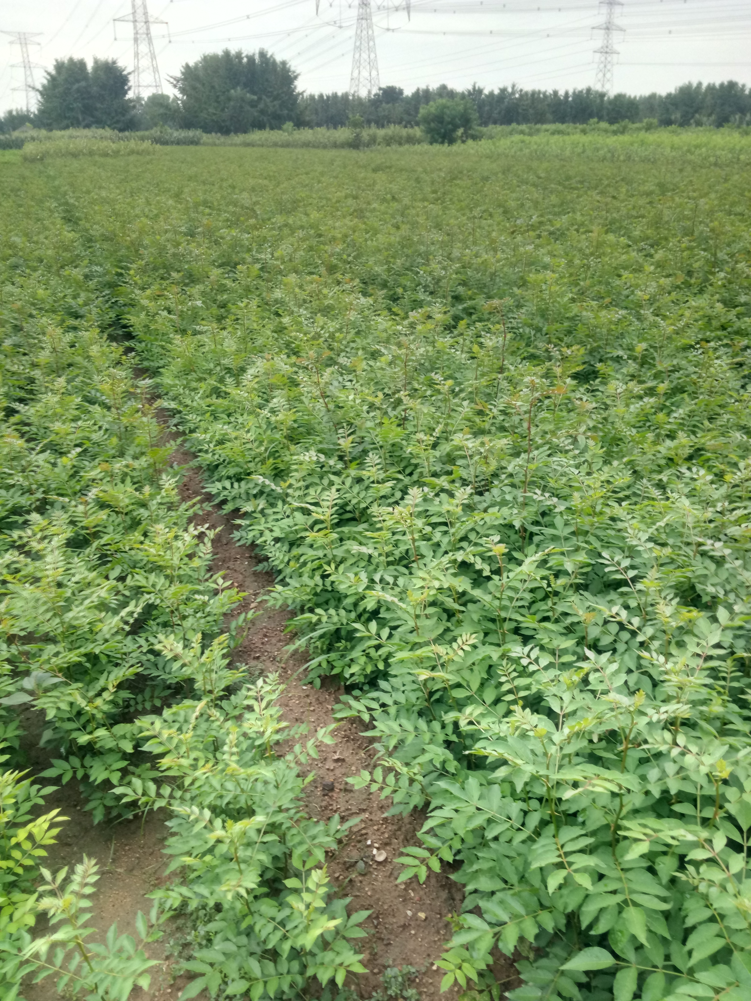 江西狮子头花椒苗基地价格量大质优