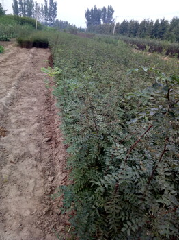 貴州大紅袍花椒苗基地價格值得信賴
