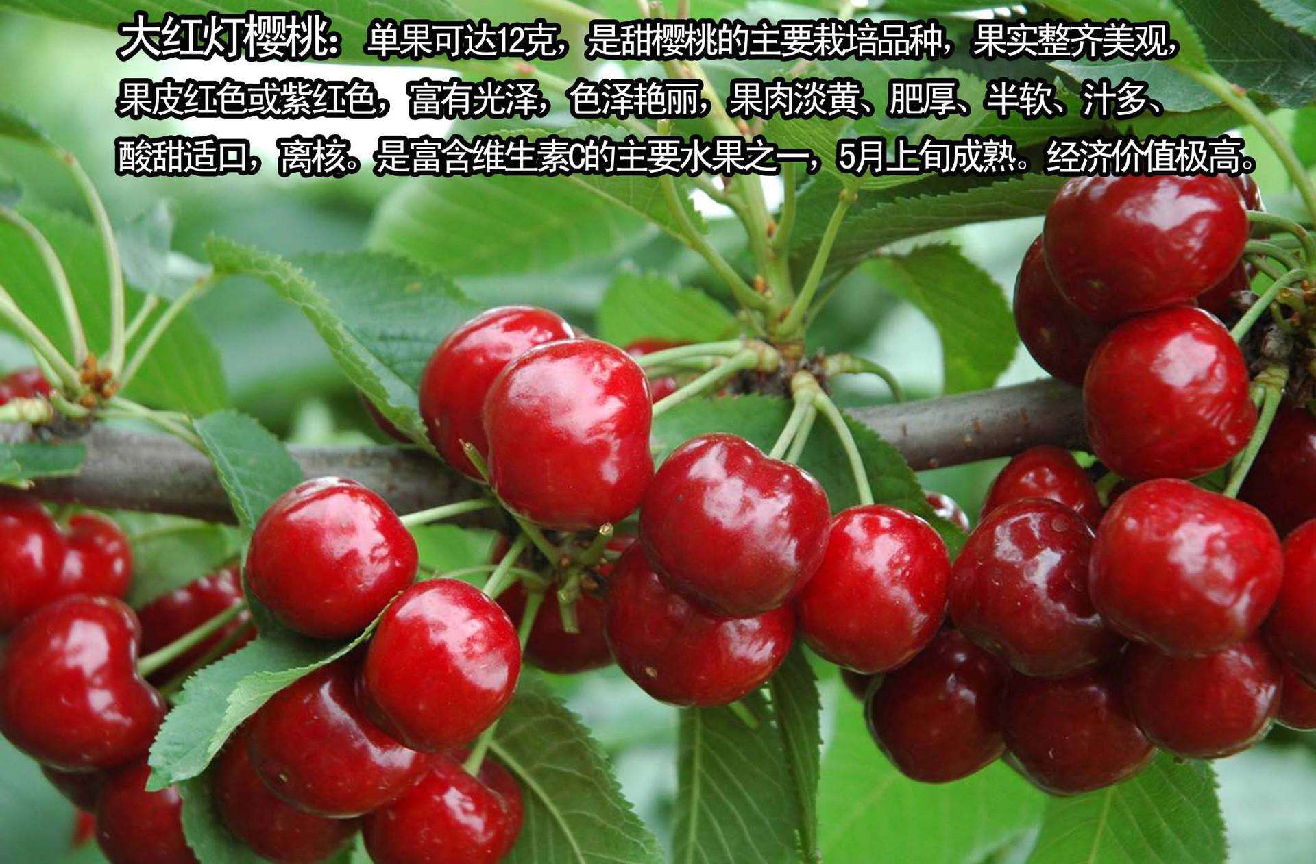 貴州櫻桃實(shí)生苗苗質(zhì)好
