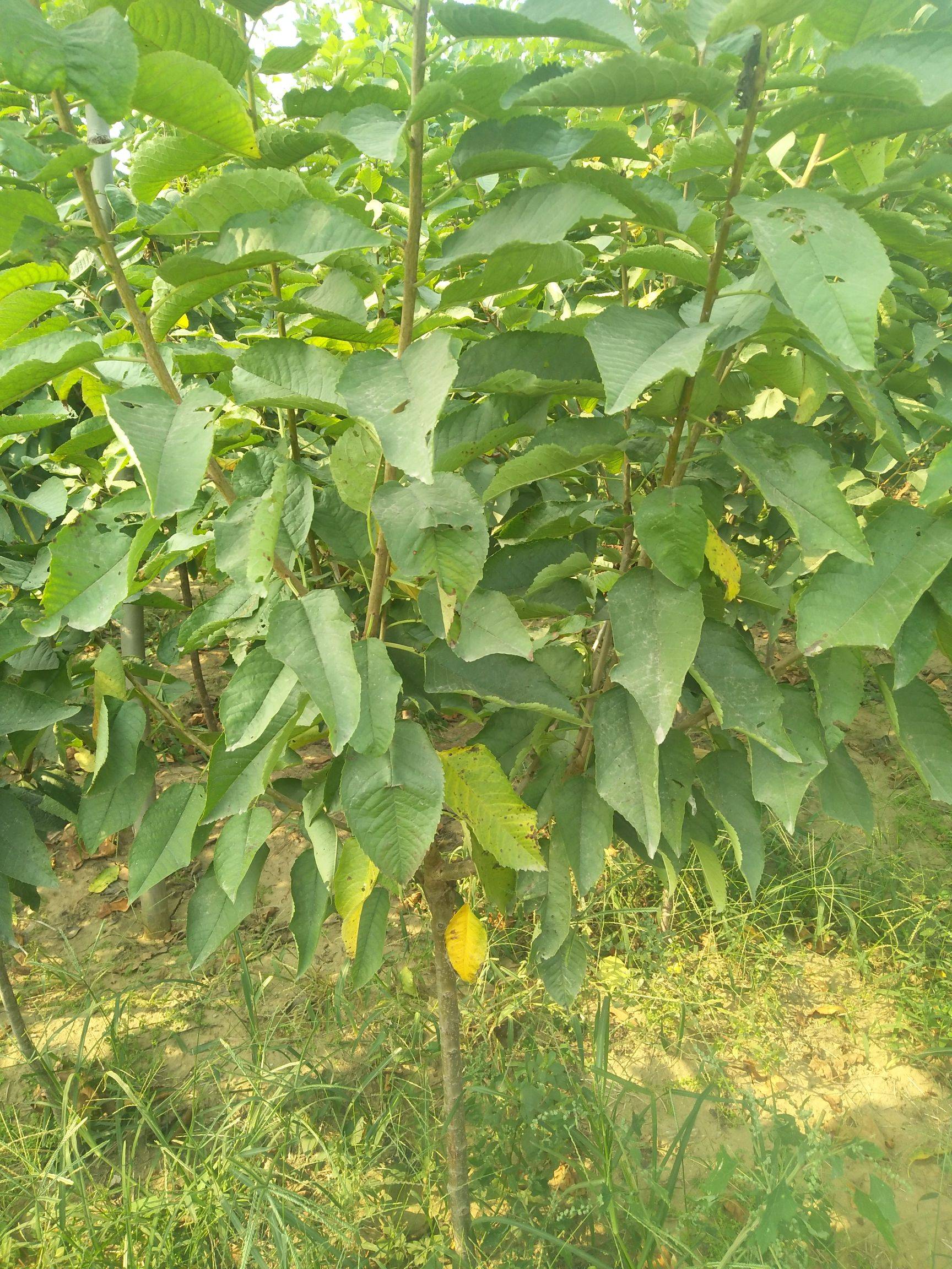 江西櫻桃實生苗種植技術