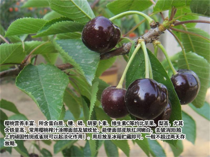 黑龙江黑珍珠大樱桃树苗种植资料