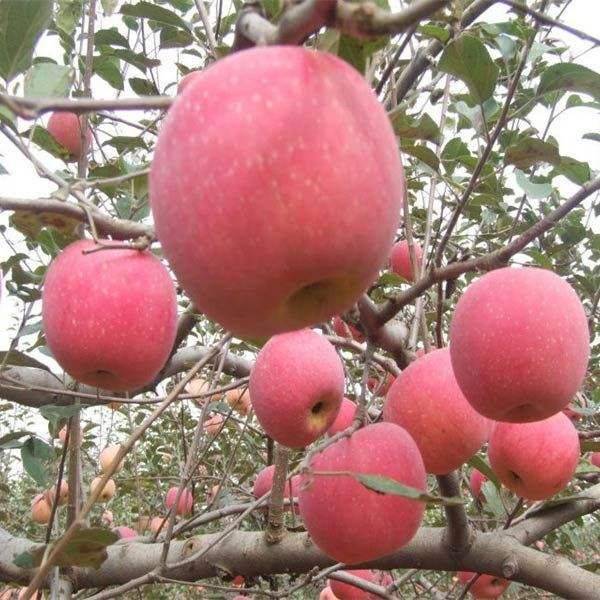陕西柱状苹果树苗品种