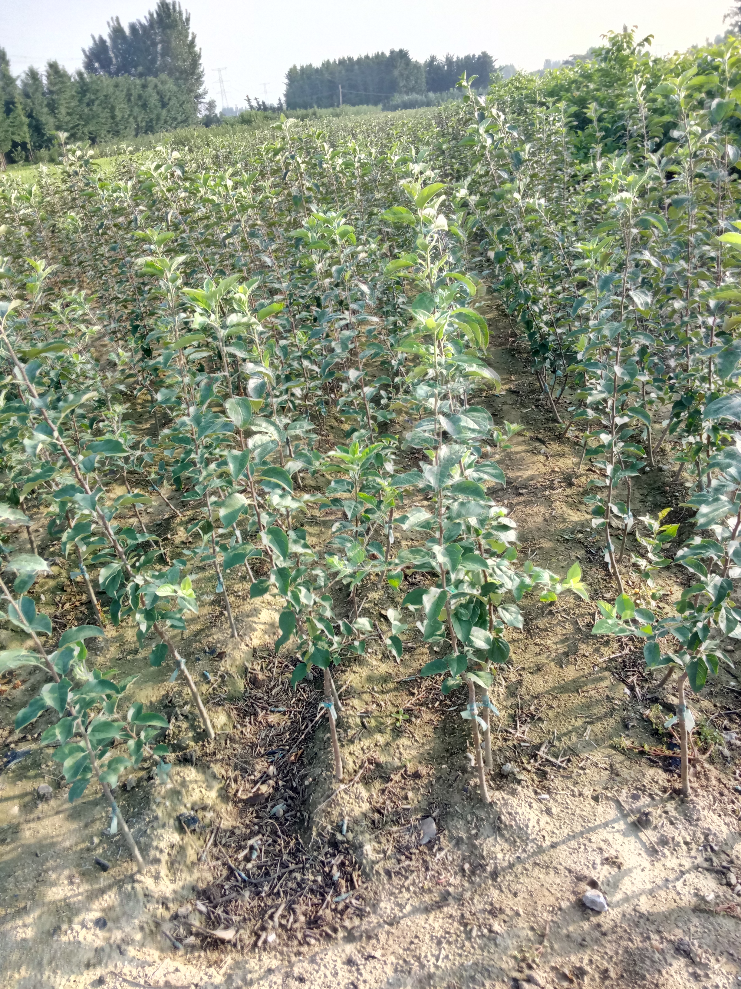 甘肅柱狀蘋果樹苗產(chǎn)量高