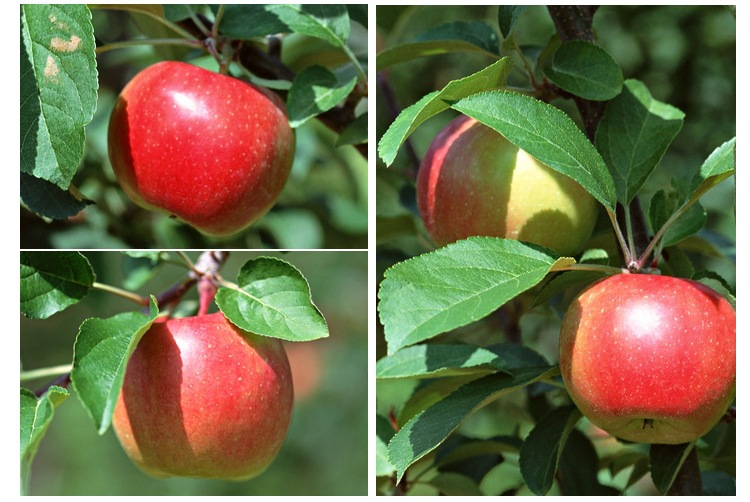貴州紅肉蘋(píng)果樹(shù)苗泰安基地