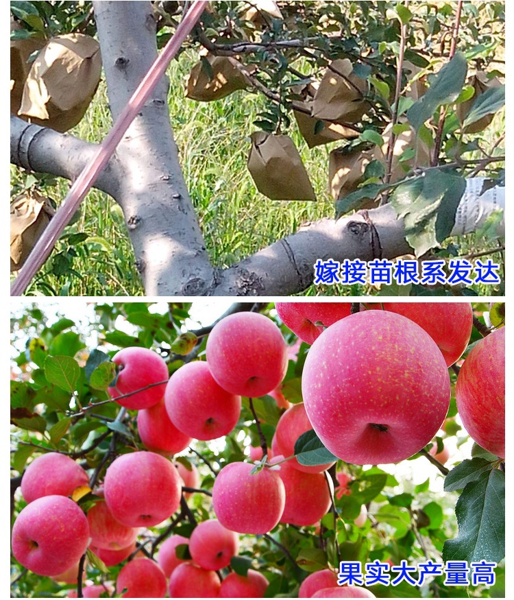 山西魯麗蘋果苗種植資料