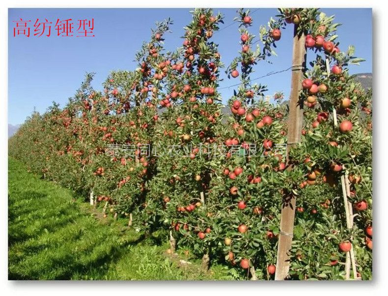 遼寧早熟蘋(píng)果樹(shù)苗種植技術(shù)