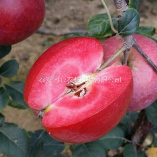 甘肃黑钻苹果树树苗种植技术