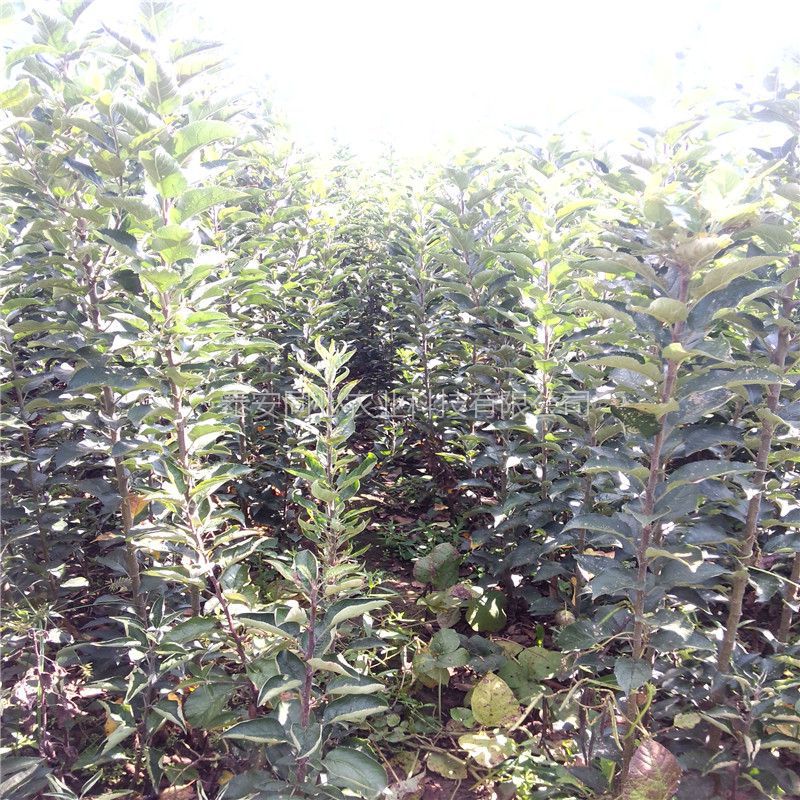 黑龍江黑鉆蘋(píng)果樹(shù)樹(shù)苗品種純