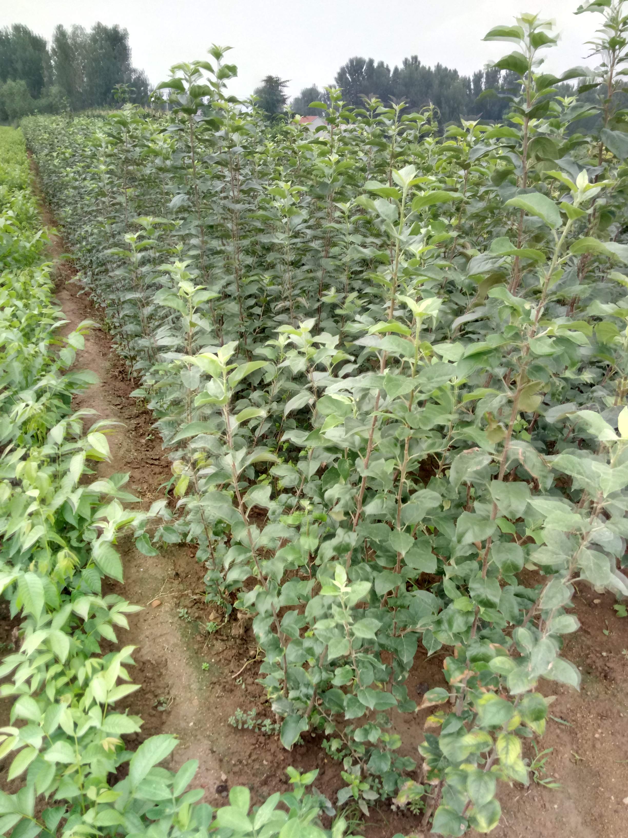 遼寧早熟蘋(píng)果樹(shù)苗種植技術(shù)