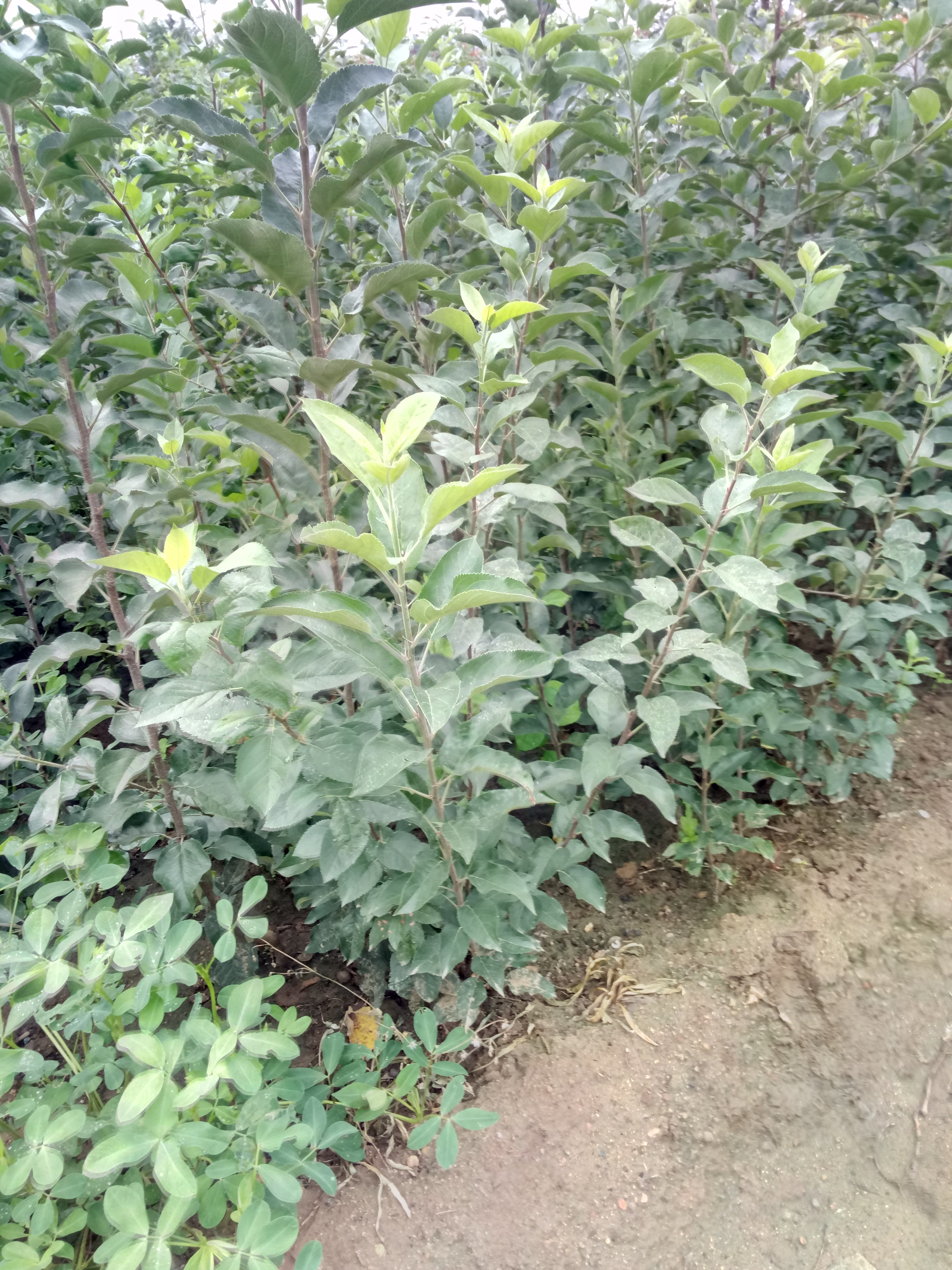 遼寧嫁接2001蘋果樹苗種植資料