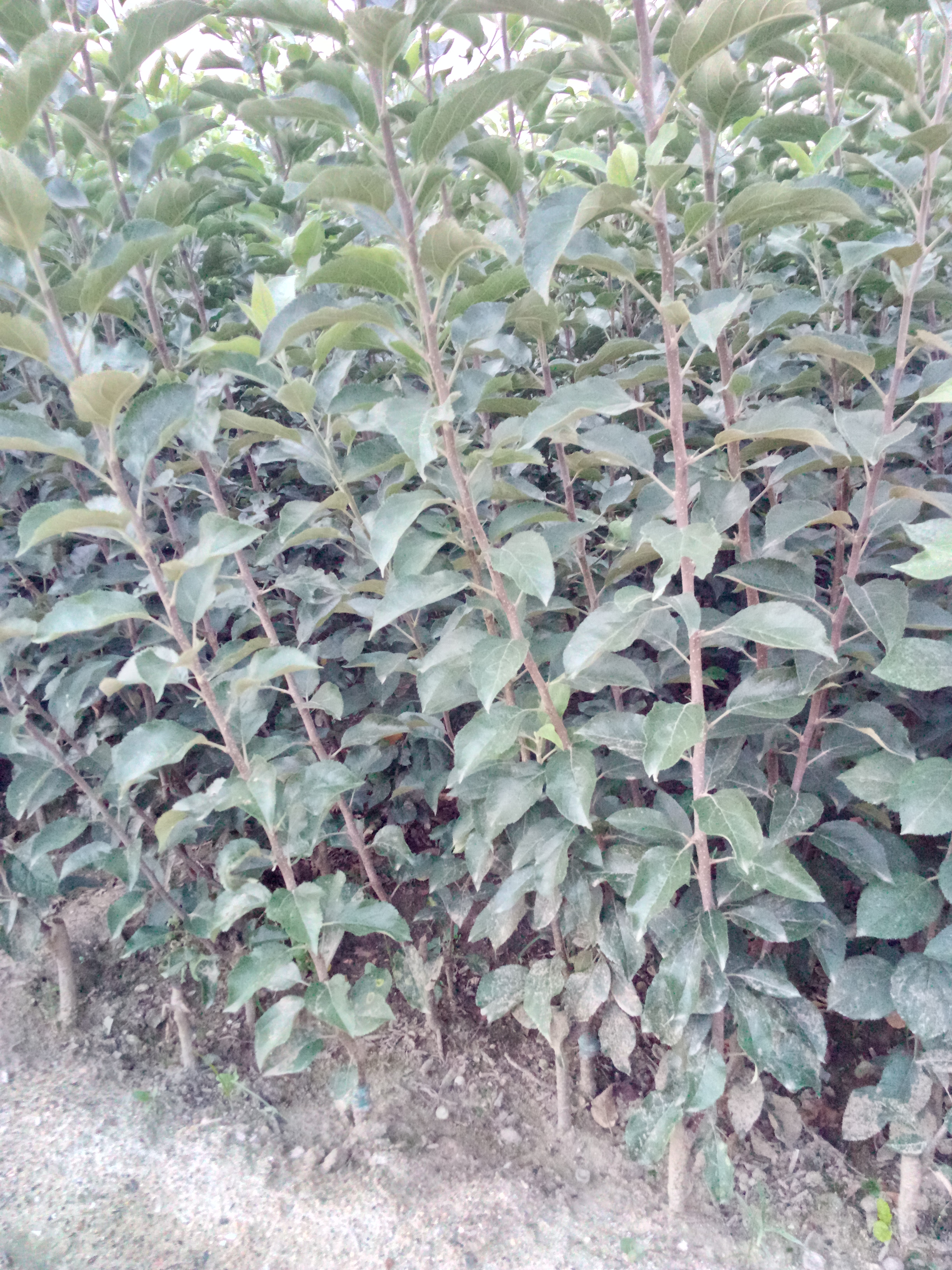 山西魯麗蘋果苗種植資料