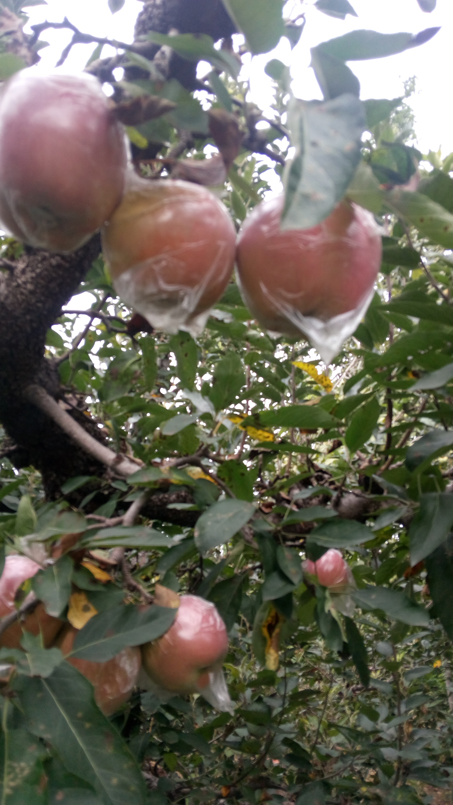 陕西红色之爱苹果树苗种植资料