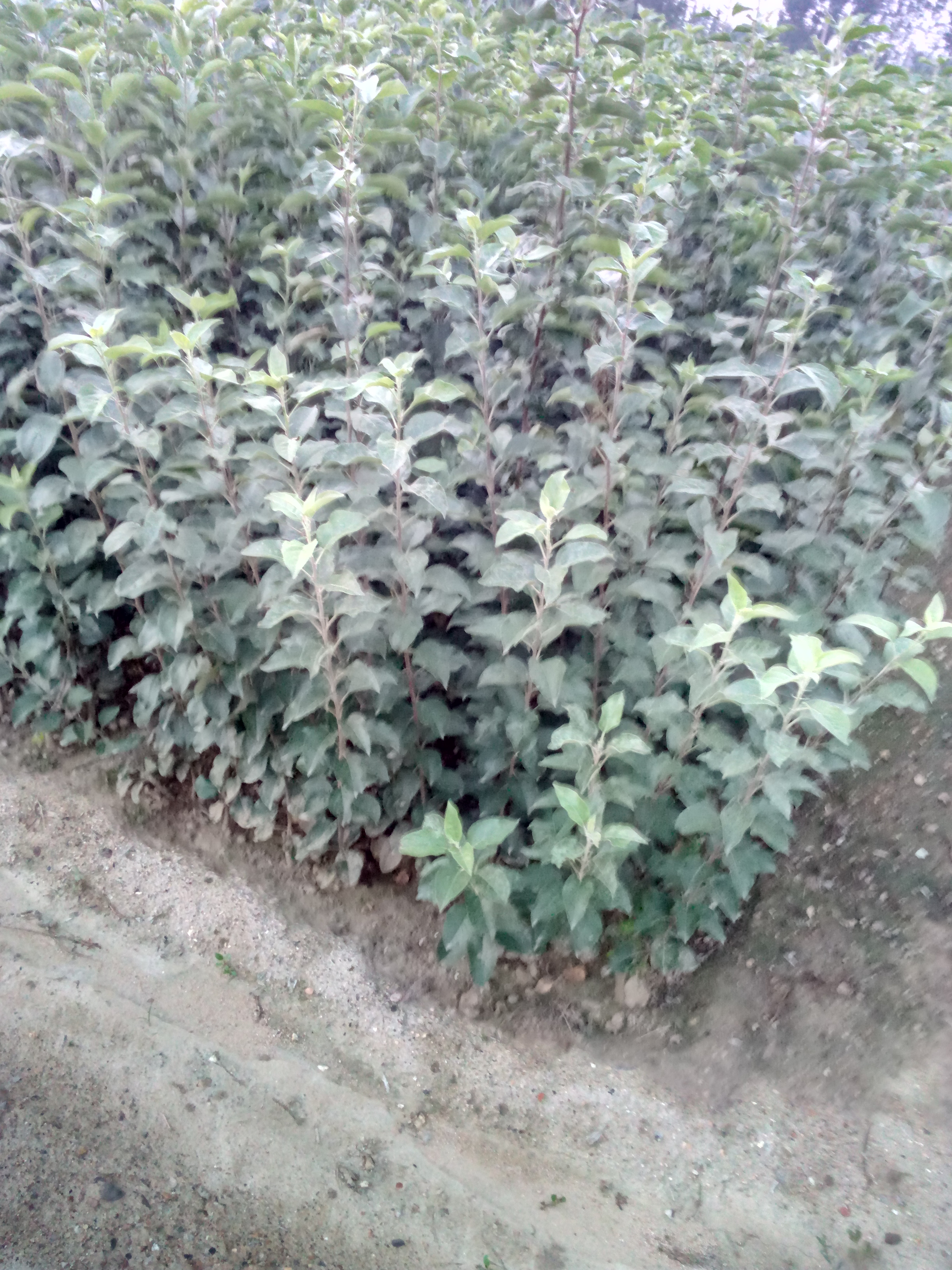 遼寧嫁接2001蘋果樹苗種植資料