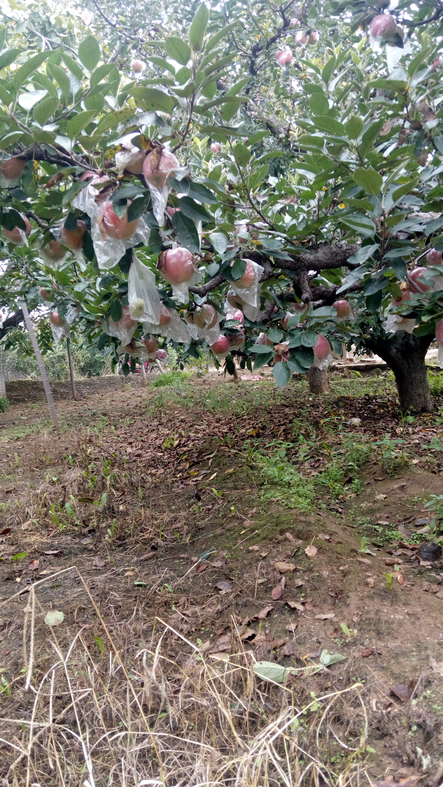 辽宁短枝富士苹果树苗品种